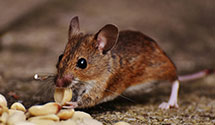 24 Hour & Emergency Exterminators in Pls Vrds Pnsl, CA